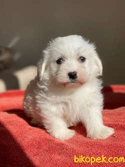 Maltes Terrier Mini Dişi Erkek Yavrularımız 2