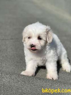 Maltes Terrier Mini Dişi Erkek Yavrularımız 3