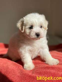 Maltes Terrier Mini Dişi Erkek Yavrularımız 5