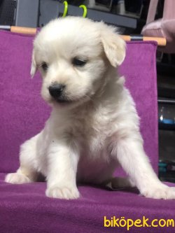 Maltese 4