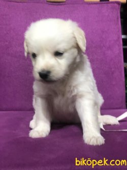 Maltese 3