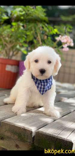 MALTESE 3