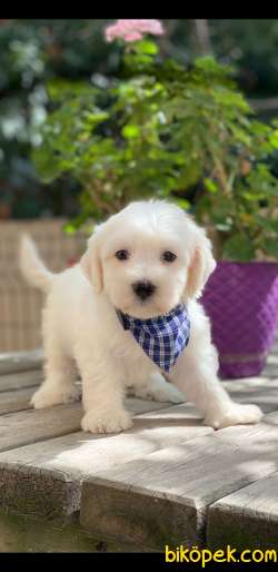 MALTESE 1