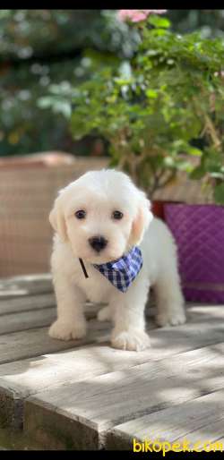 MALTESE 2
