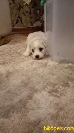 Maltese 3