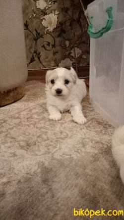 Maltese 2