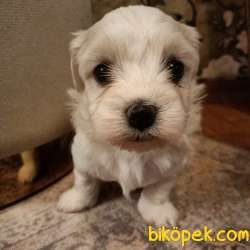 Maltese 1