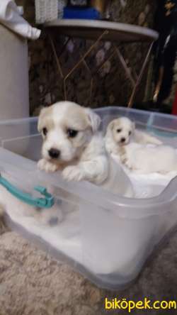 Maltese 5
