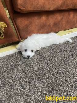 Maltese 3