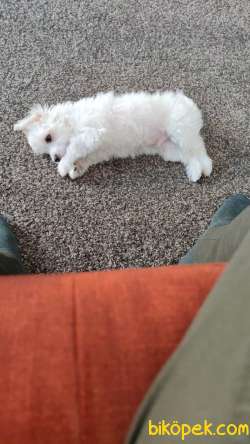 Maltese 2