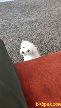 Maltese 1