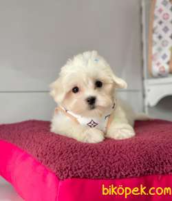 Maltese 2