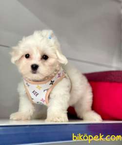 Maltese