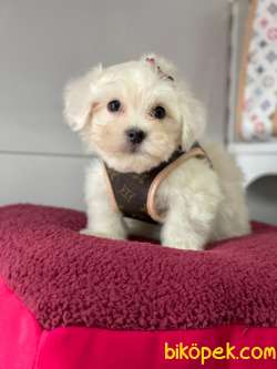 Maltese