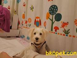 Maltese 3 Aylık Erkek Yavru 4