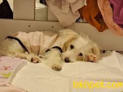 Maltese 3 Aylık Erkek Yavru 3