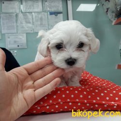 Maltese Bebekler 2