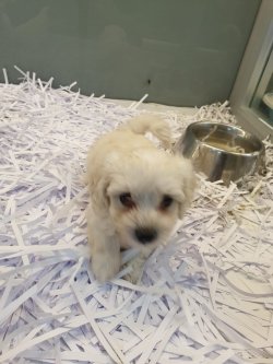 Maltese Bebekler 1