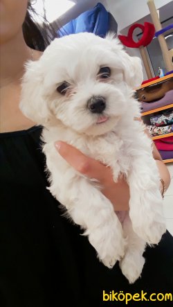 Maltese Bebekler 3