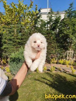 Maltese Bebekler 1