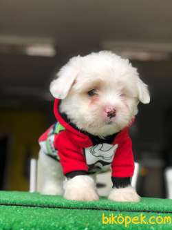 MALTESE BEBEKLER 2