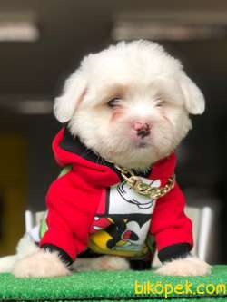 MALTESE BEBEKLER 1