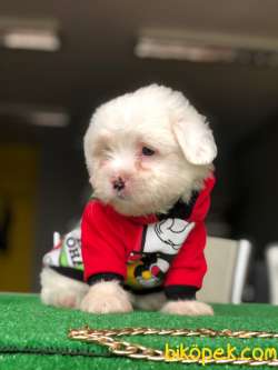 MALTESE BEBEKLER 3