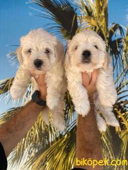 Maltese Dişi Ve Erkek 2