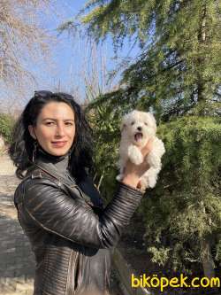 Maltese Dişi Ve Erkek Yavrularımız Sağlık Ve Irk Garantilidir 5