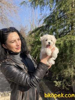 Maltese Dişi Ve Erkek Yavrularımız Sağlık Ve Irk Garantilidir 1