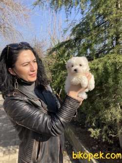 Maltese Dişi Ve Erkek Yavrularımız Sağlık Ve Irk Garantilidir 2