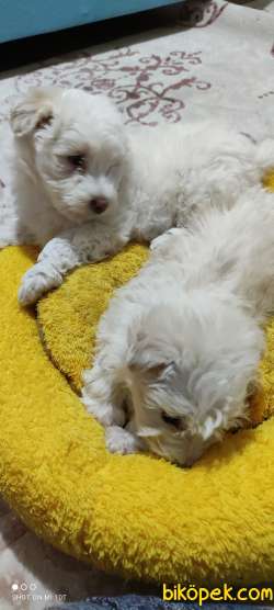 Maltese Kızları 4