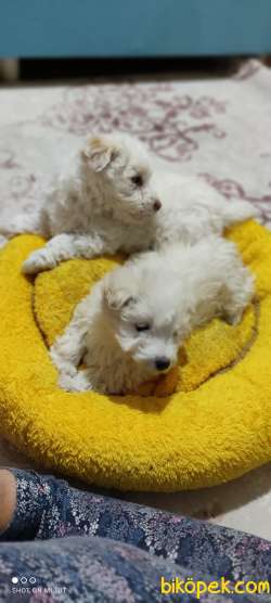 Maltese Kızları 2