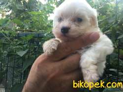 Maltese-Malta Terrier Yavrular 4