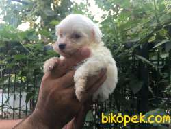 Maltese-Malta Terrier Yavrular 3