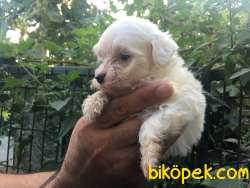 Maltese-Malta Terrier Yavrular 2