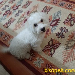 Maltese Terier 3