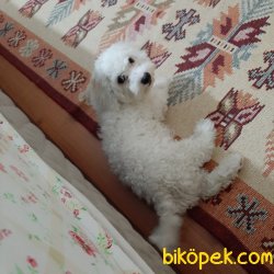 Maltese Terier 2