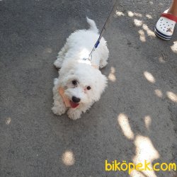 Maltese Terier 1