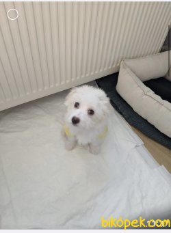 Maltese Terier 2