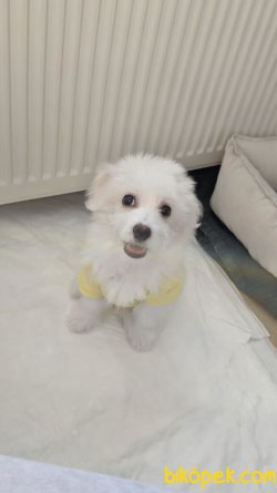 Maltese Terier 1