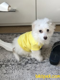 Maltese Terier 3