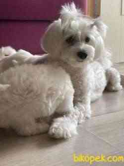 Maltese Terier 1