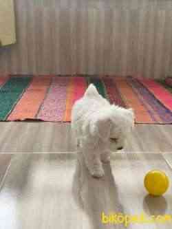 Maltese Terier 2
