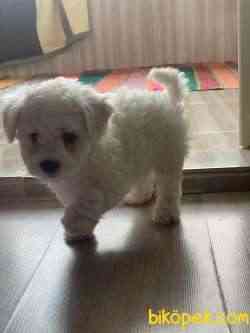 Maltese Terier 4