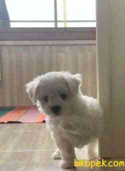 Maltese Terier 3
