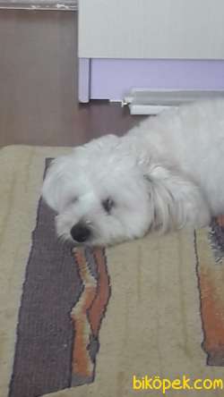 Maltese Terier 3.500 Tl 3