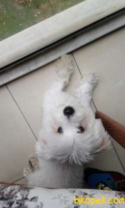 Maltese Terier 3.500 Tl 2