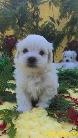 MALTESE TERİER Yavru 3