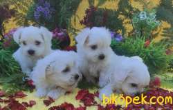 MALTESE TERİER Yavru 5